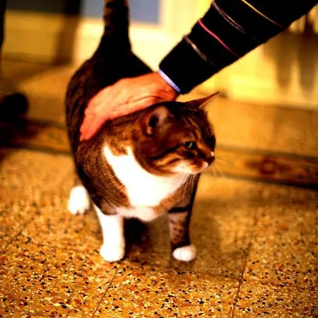 I Villini بونتاسيفي